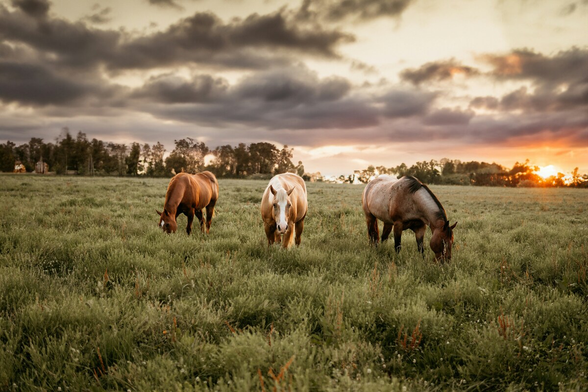 Photo of horses grazing in a field