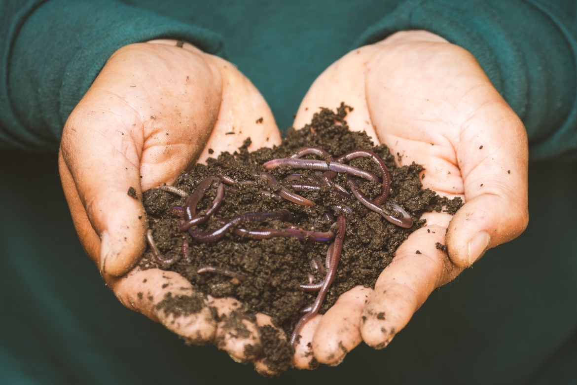 Hands holding dirt with worms